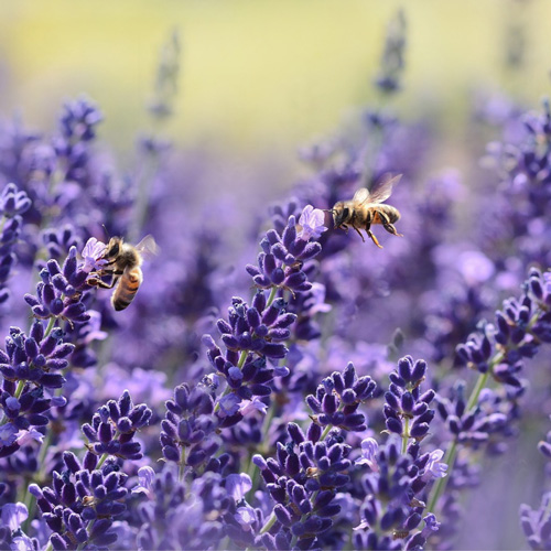 Lavender, south of France