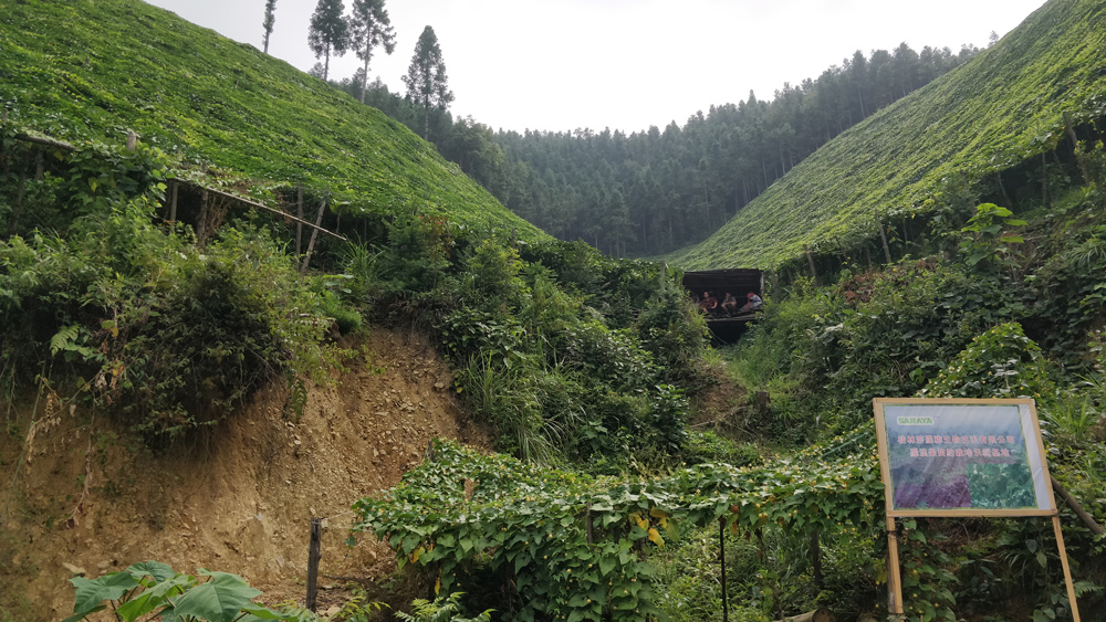 Our Monk fruit farm up in the mountains.