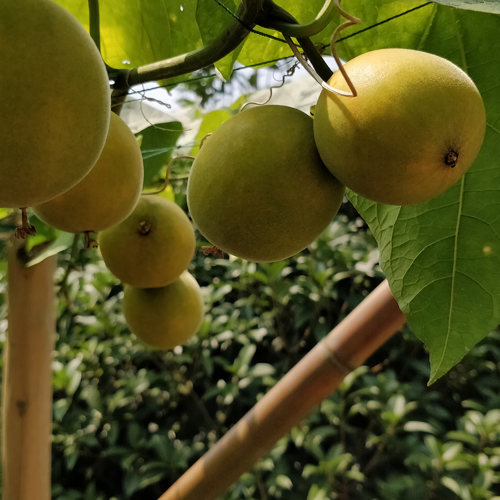 Golden Monk fruit on the tree