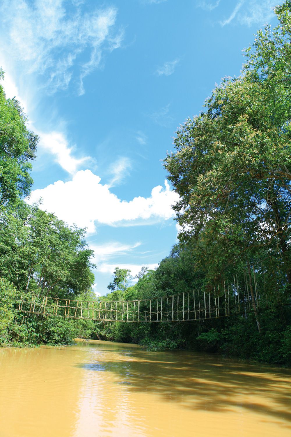 Orangutan Bridge over a river in borneo.